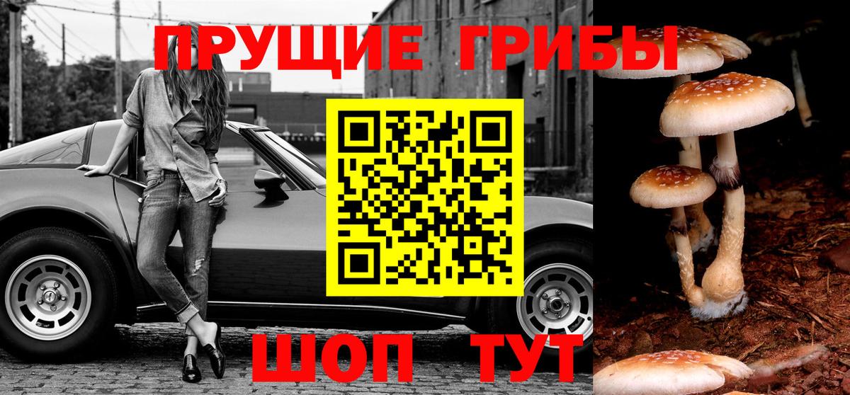 Красногорск  Галлюциногенные грибы Psilocybine cubensis  Вход с VPN 